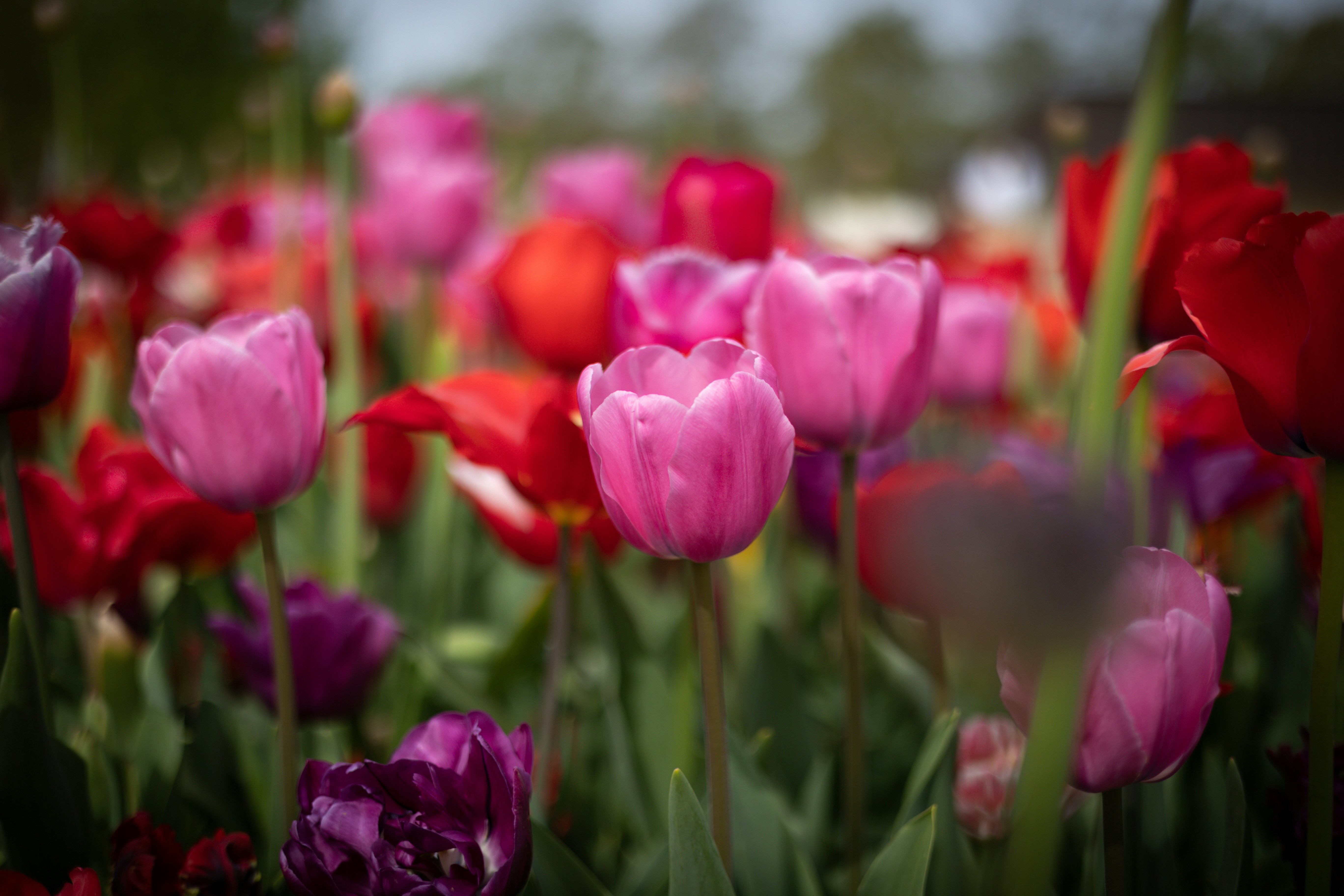 Tulpen zum Muttertag